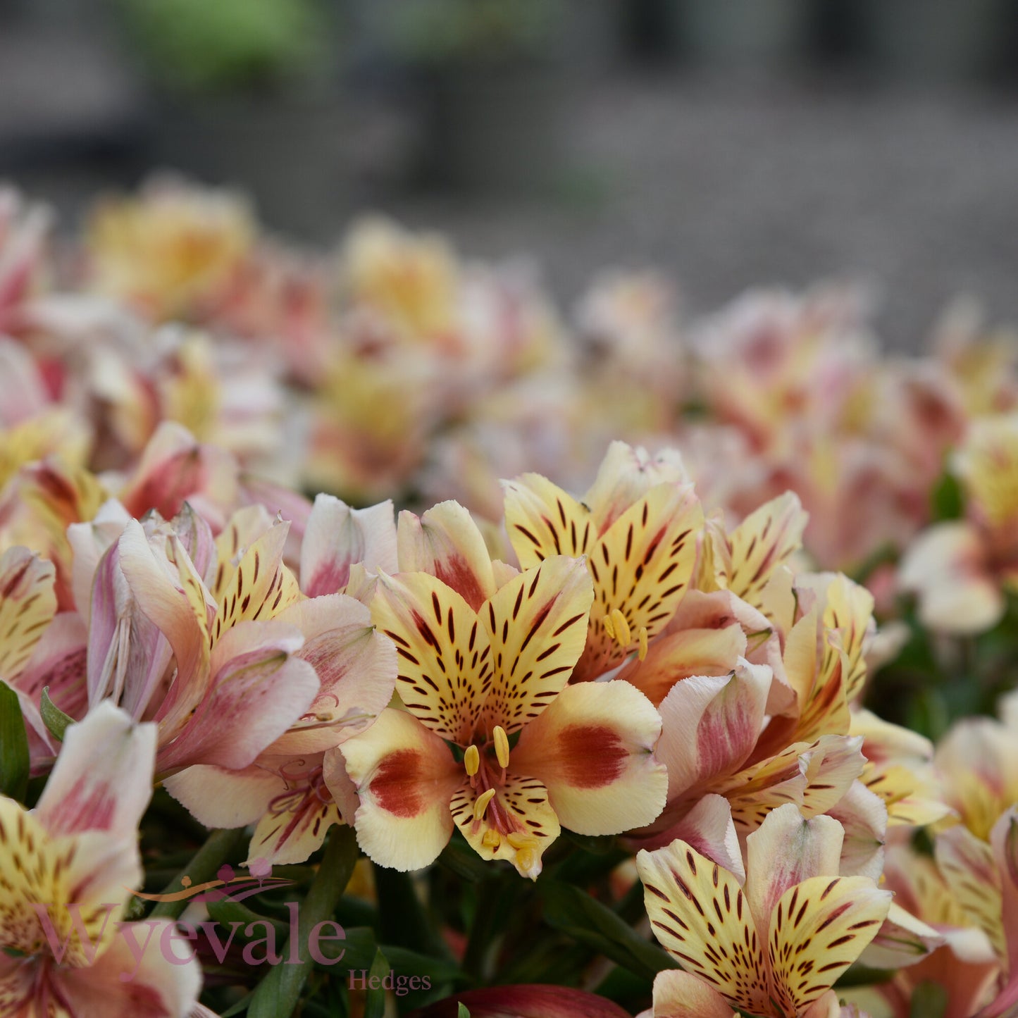 Alstroemeria (Peruvian Lily) 'Inticancha Sunset'