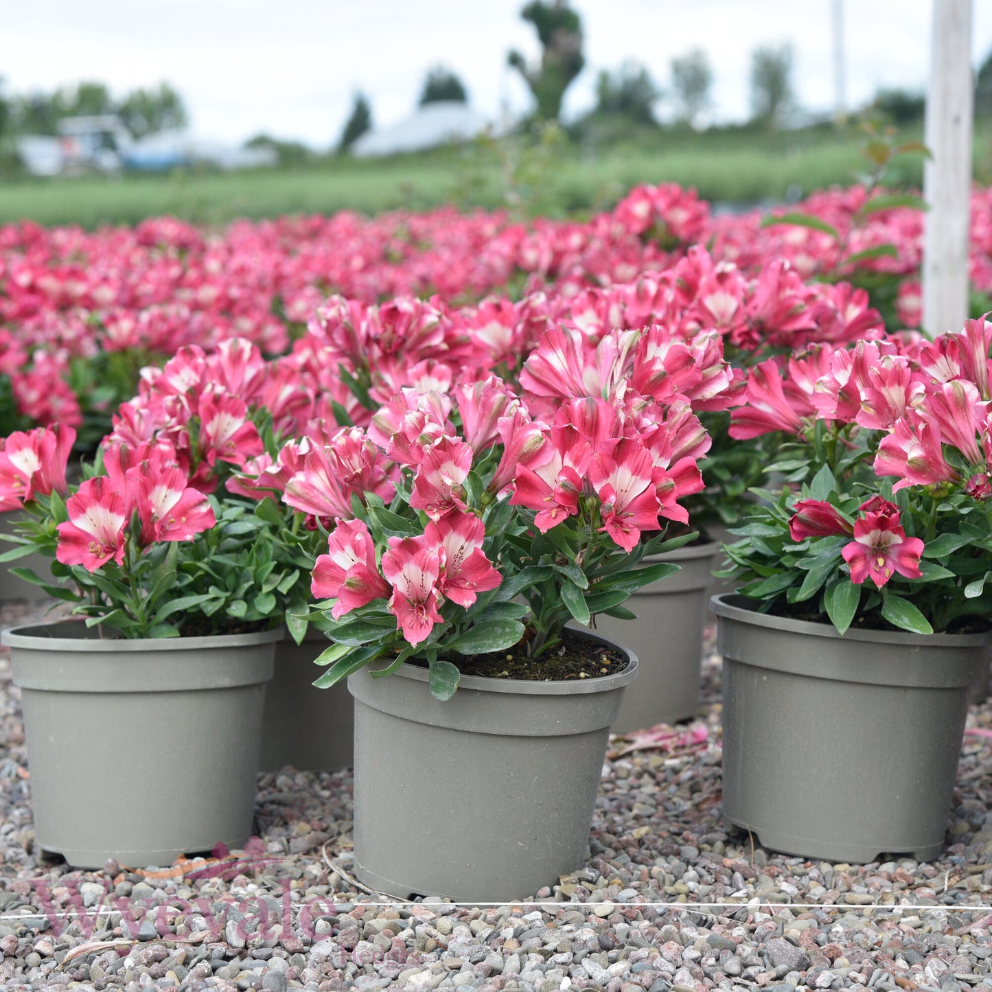 Alstroemeria (Peruvian Lily) 'Inticancha Romance'