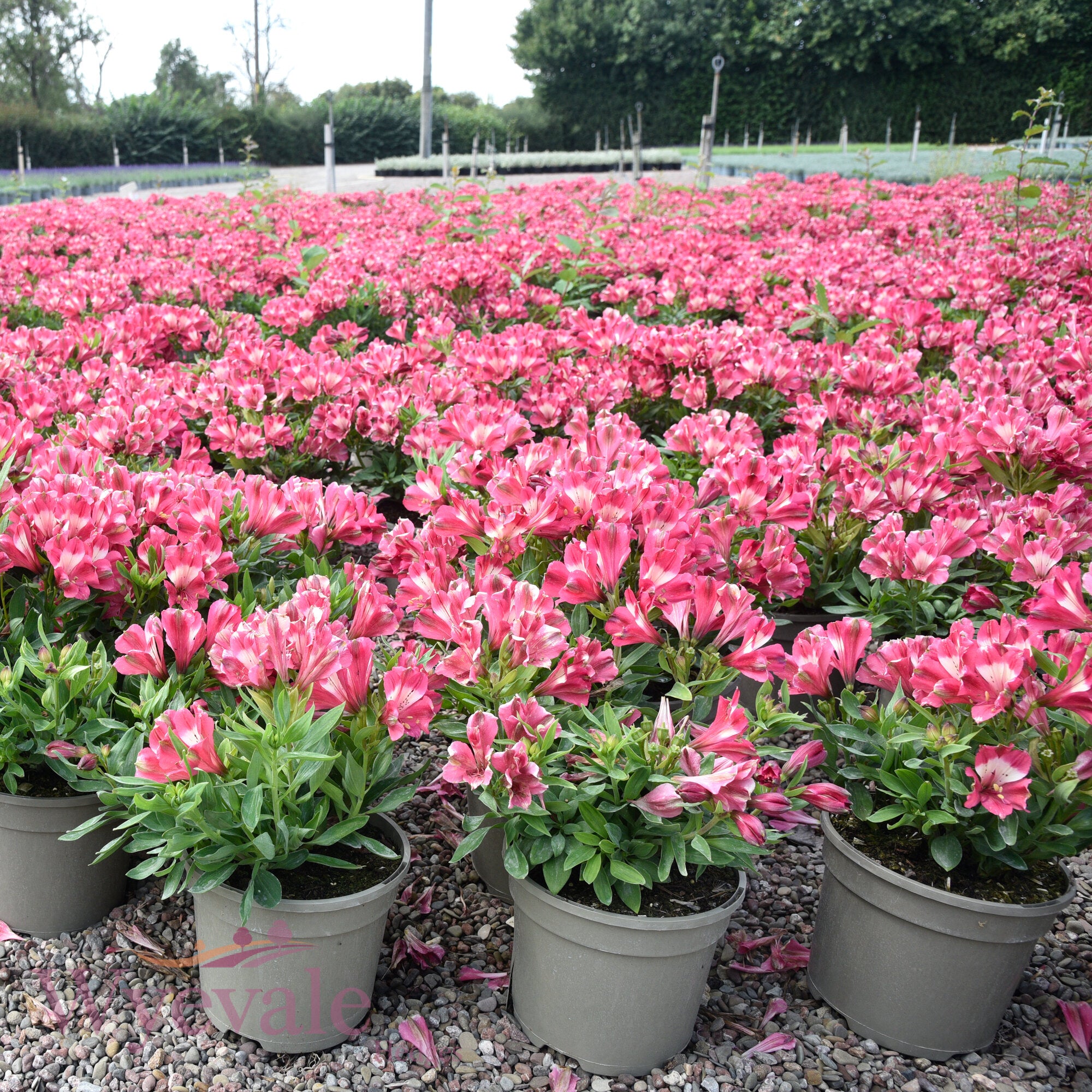 Alstroemeria (Peruvian Lily) 'Inticancha Romance'