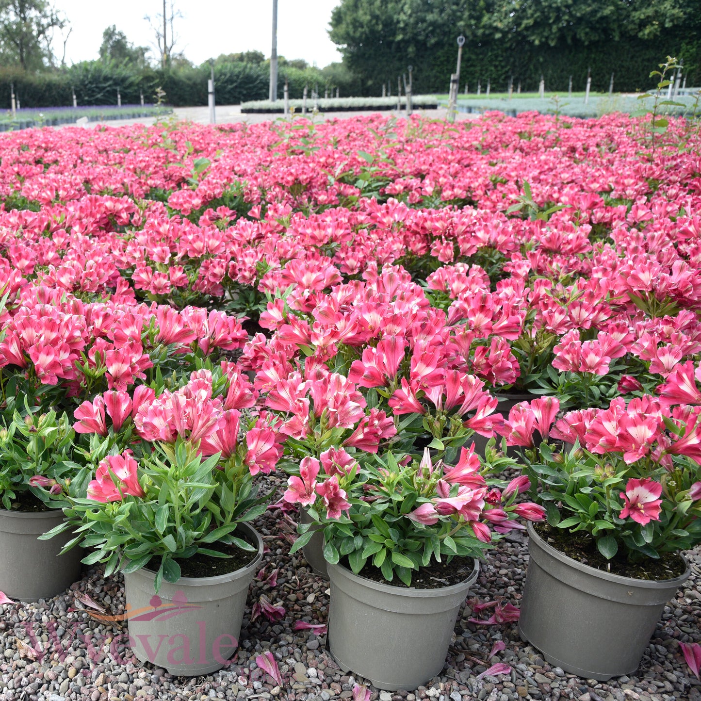 Alstroemeria (Peruvian Lily) 'Inticancha Romance'