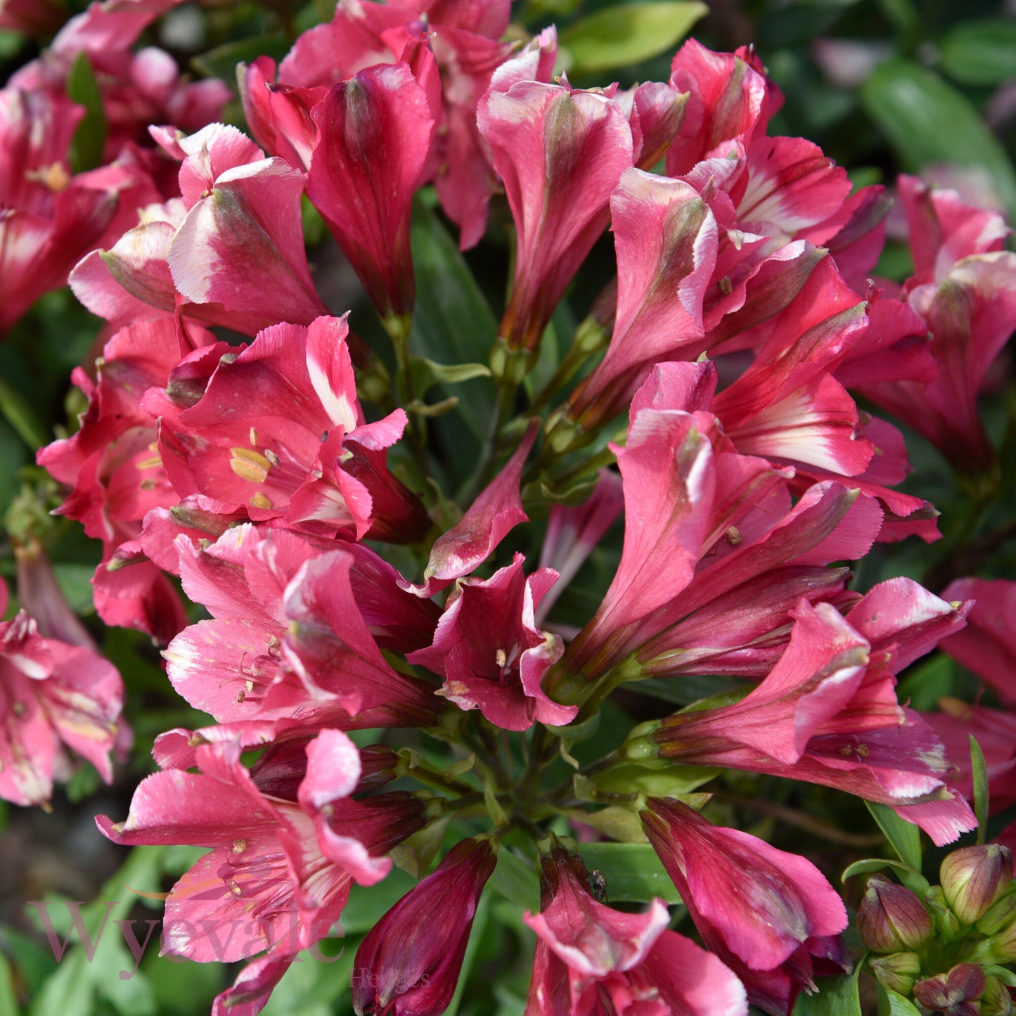 Alstroemeria (Peruvian Lily) 'Inticancha Romance'