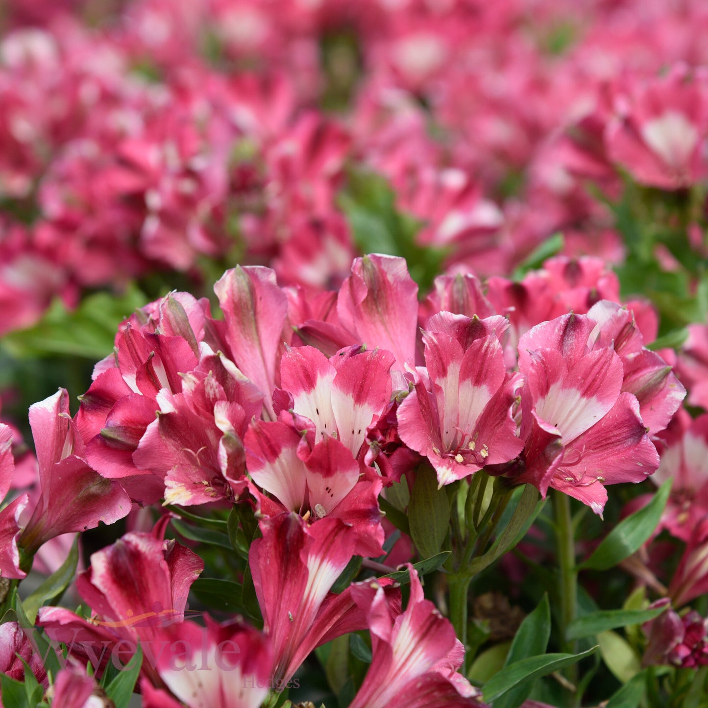 Alstroemeria (Peruvian Lily) 'Inticancha Romance'