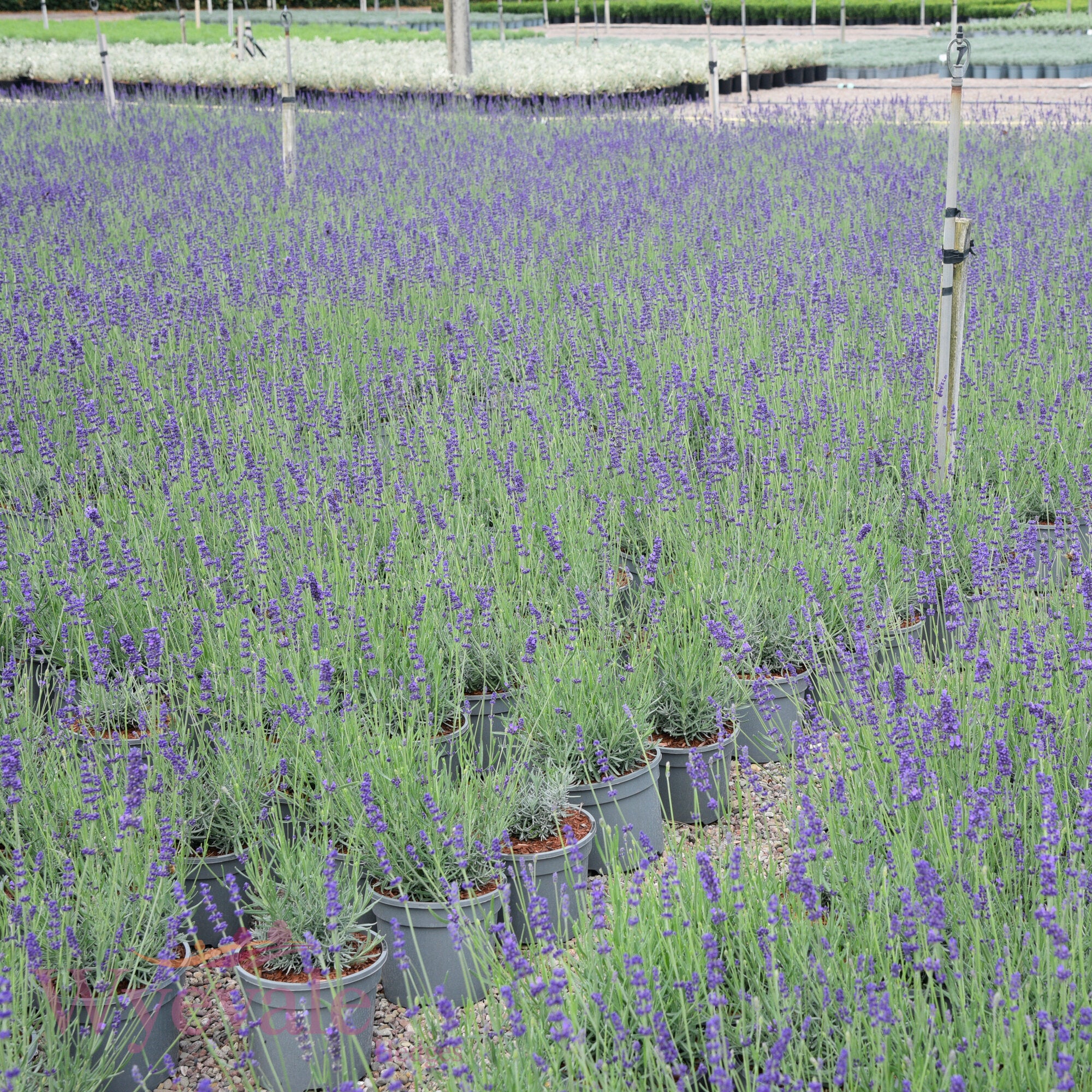 Lavandula angustifolia (English lavender) 'Hidcote'