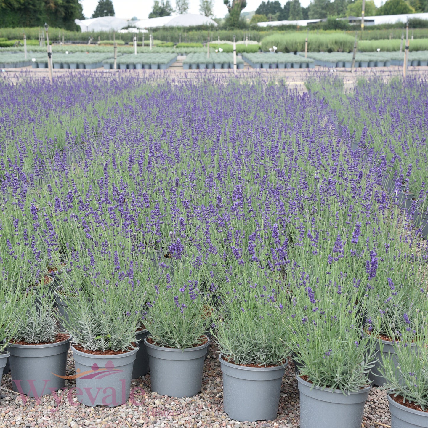 Lavandula angustifolia (English lavender) 'Hidcote'