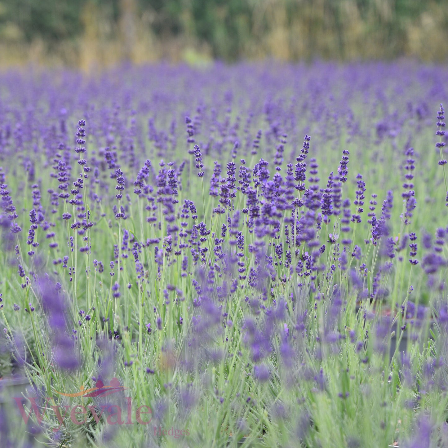 Lavandula angustifolia (English lavender) 'Hidcote'