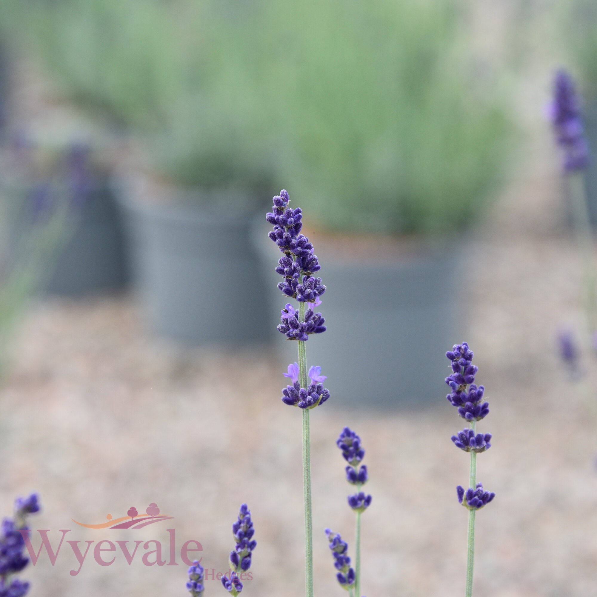 Lavandula angustifolia (English lavender) 'Hidcote'
