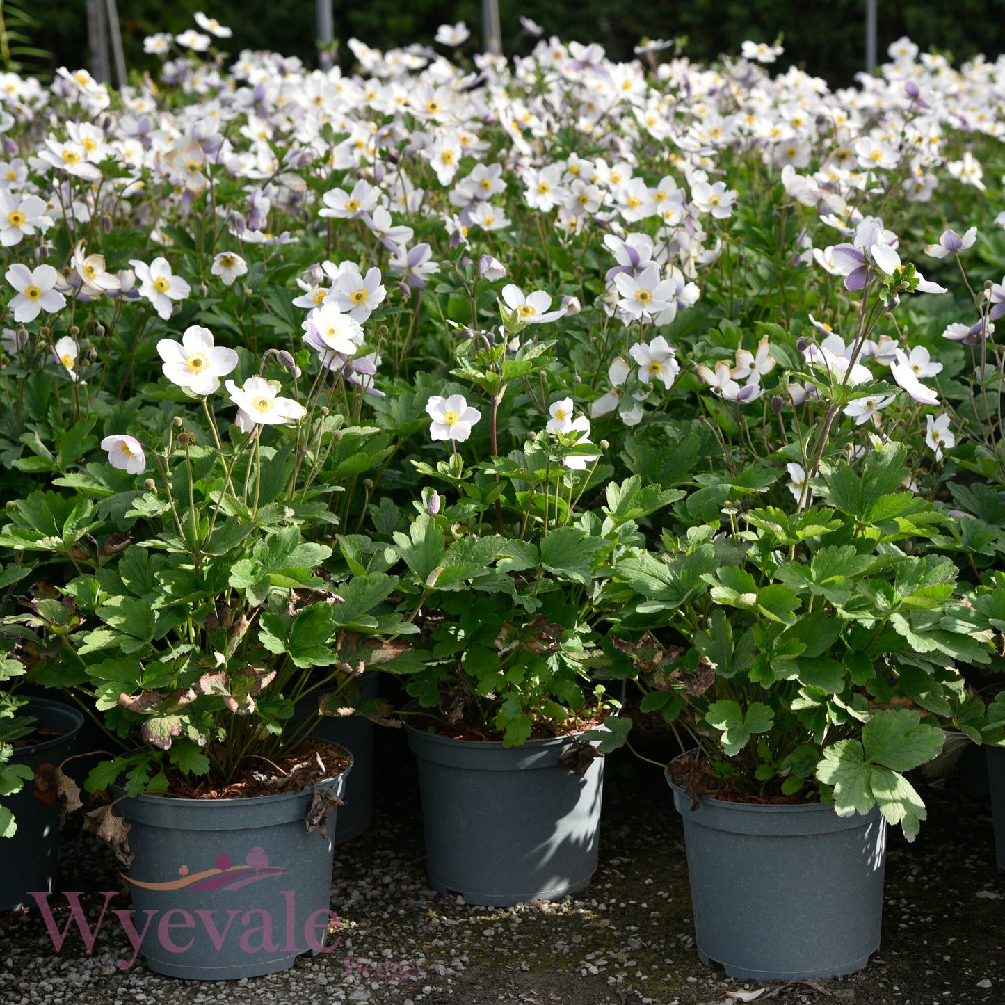 Anemone (Windflower) 'Wild Swan'