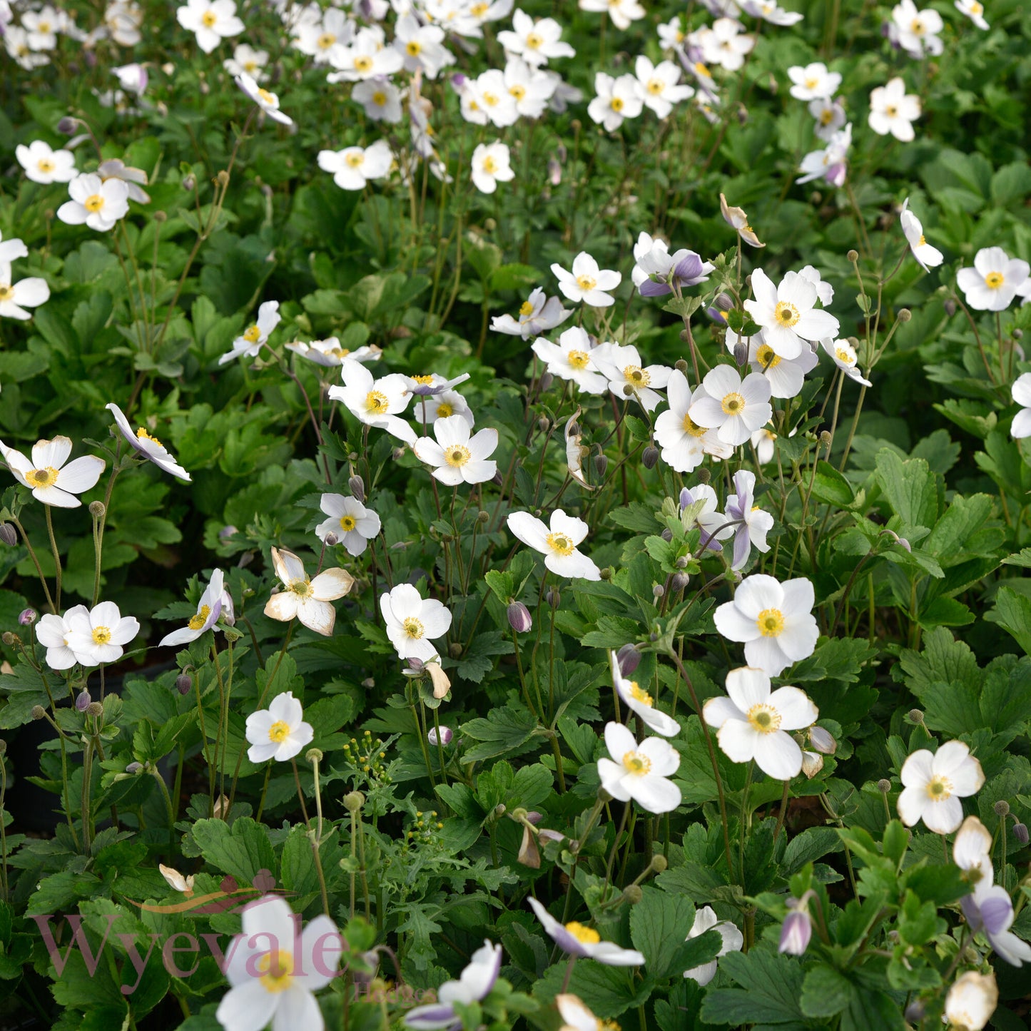 Anemone (Windflower) 'Wild Swan'