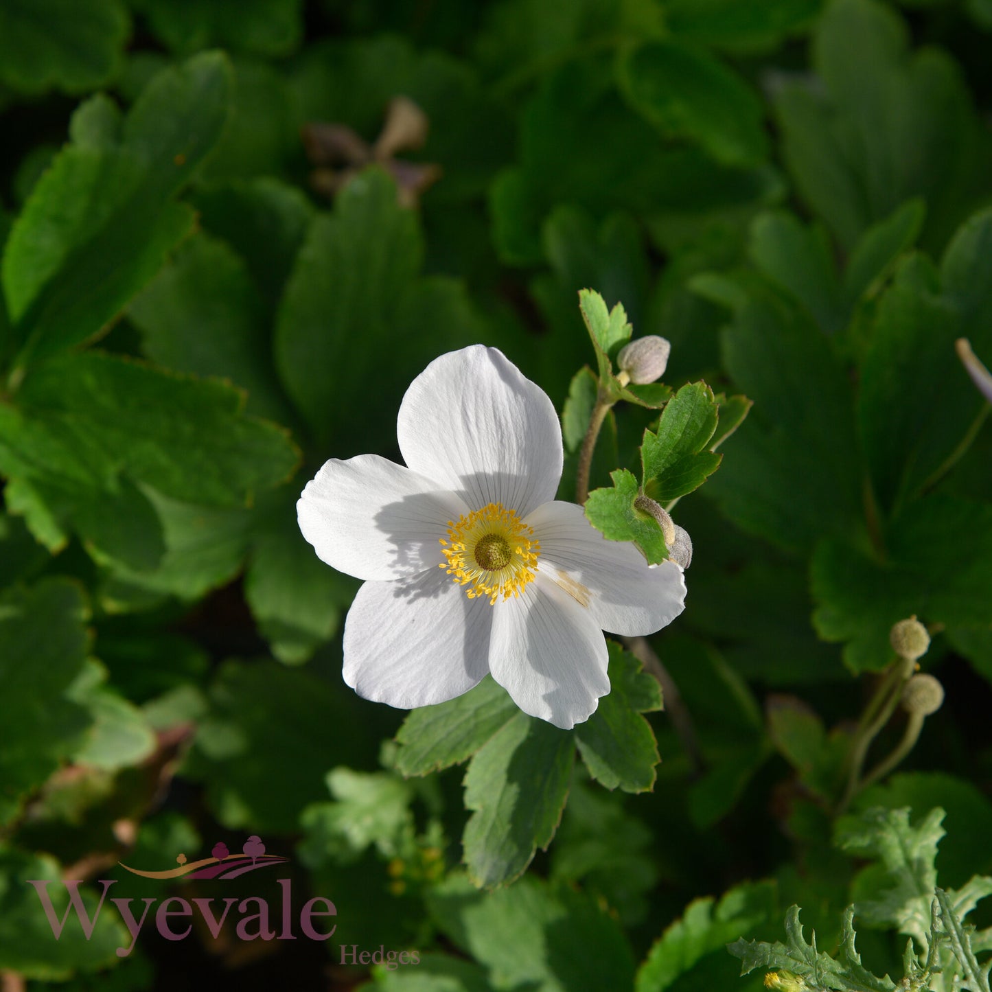 Anemone (Windflower) 'Wild Swan'