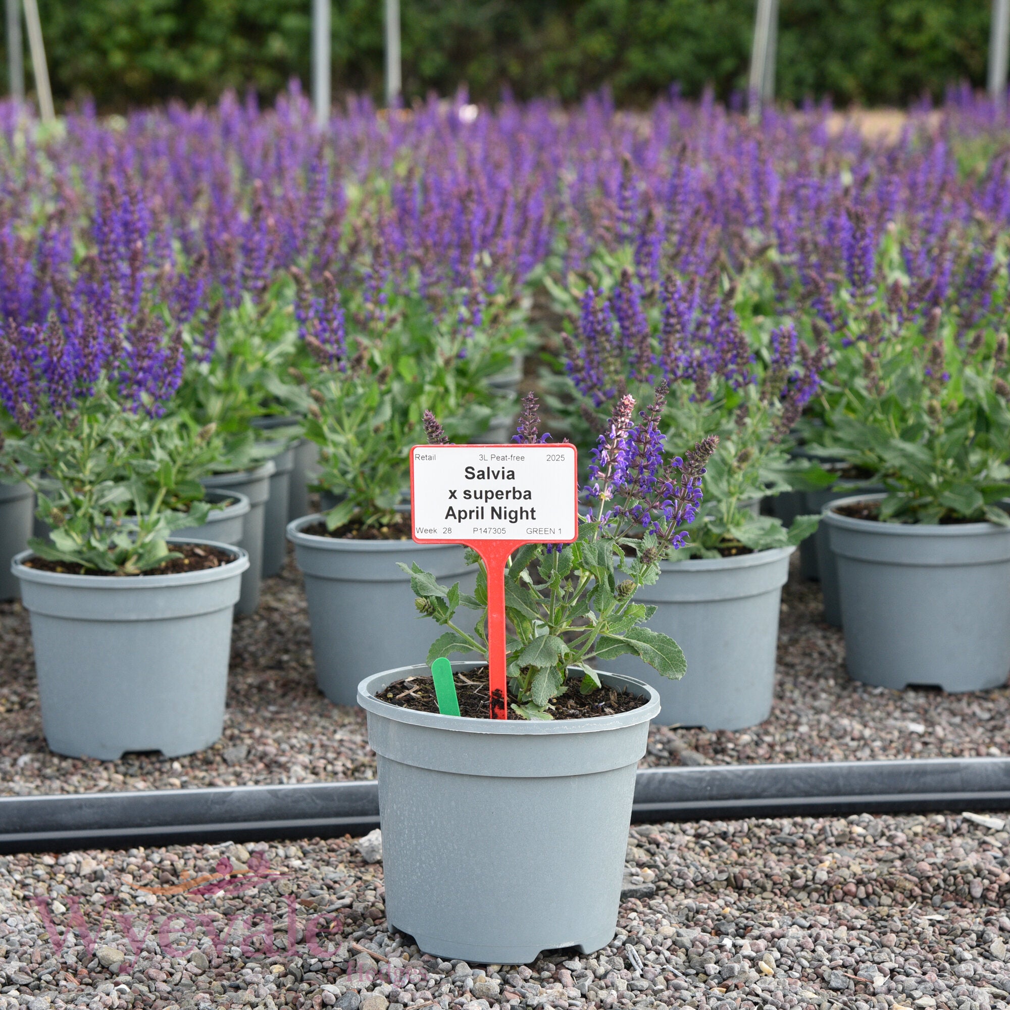 Salvia x superba (Sage) 'April Night'