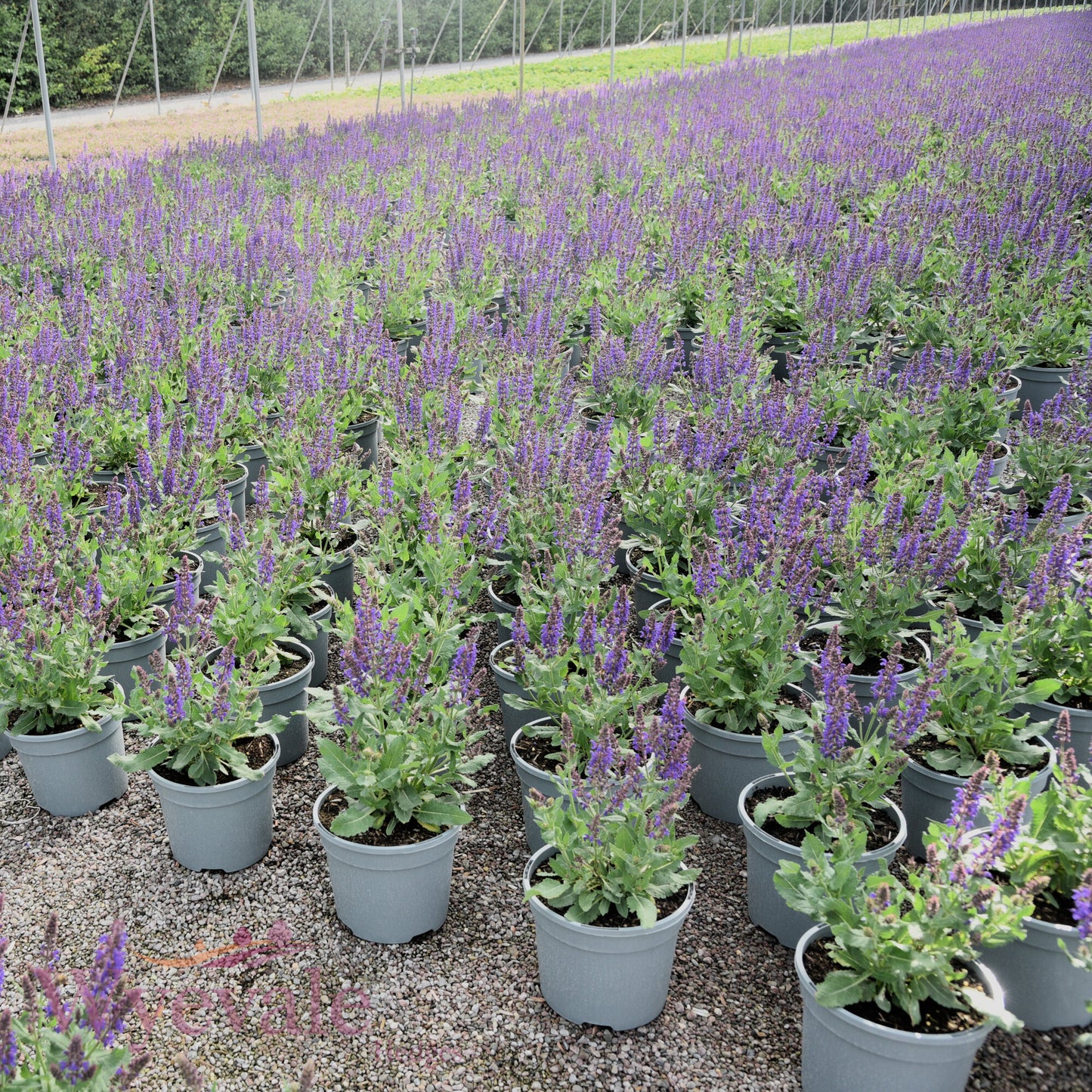 Salvia x superba (Sage) 'April Night'