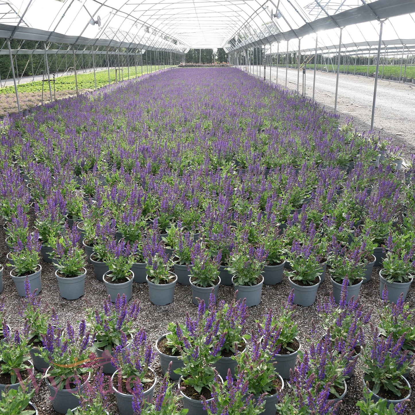 Salvia x superba (Sage) 'April Night'