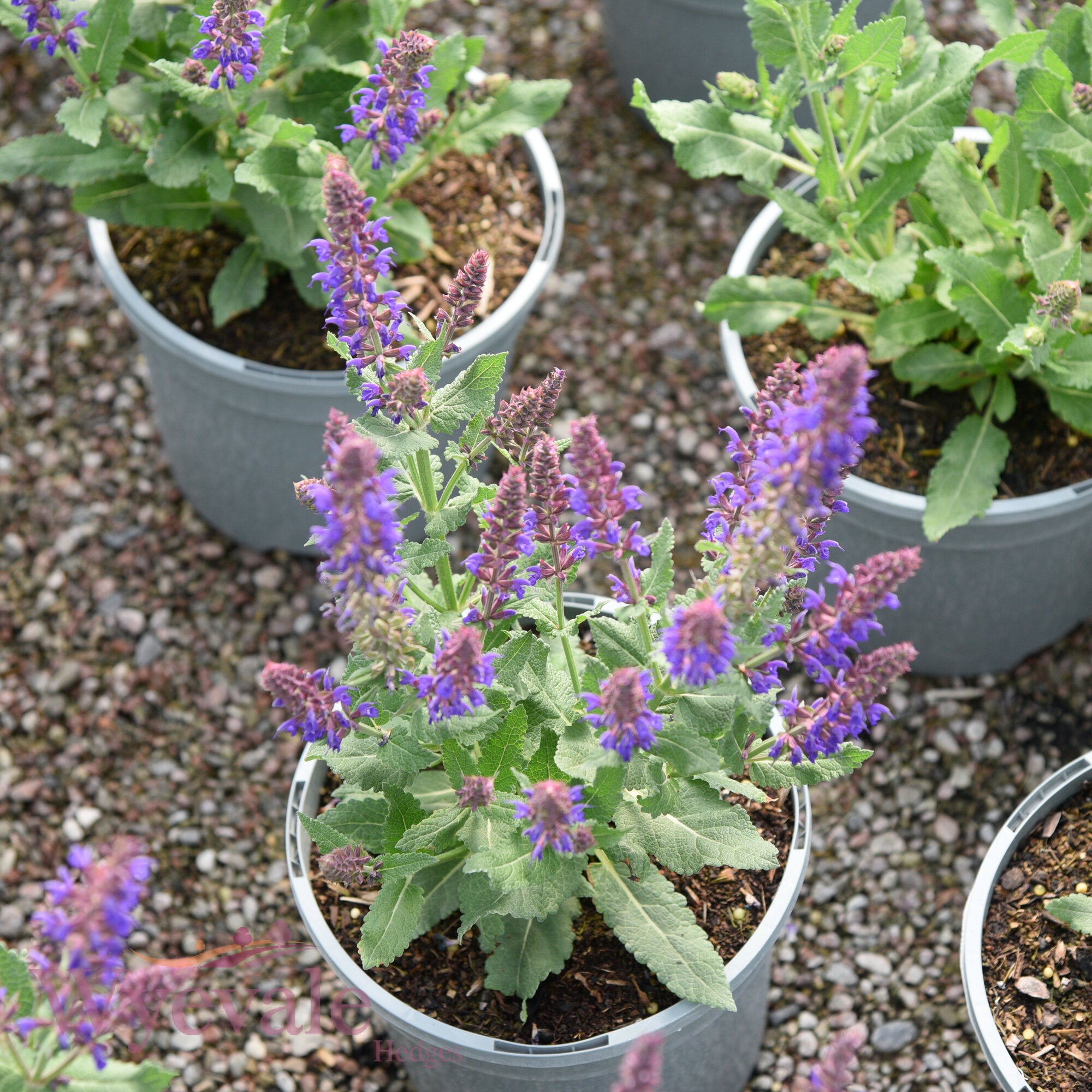Salvia x superba (Sage) 'April Night'