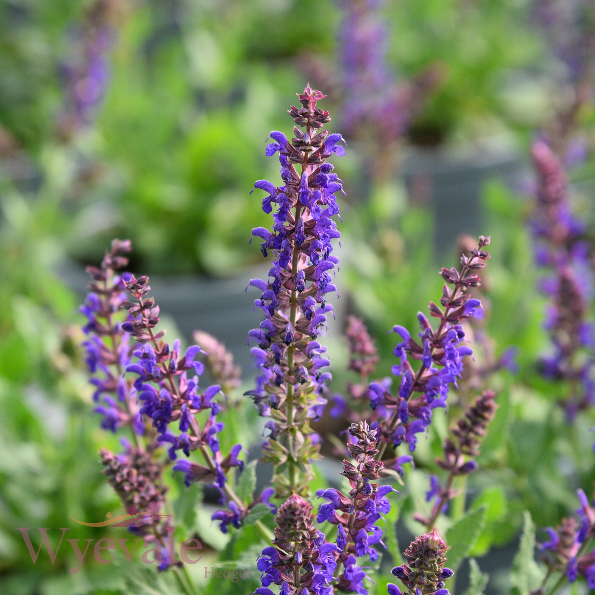 Salvia x superba (Sage) 'April Night'
