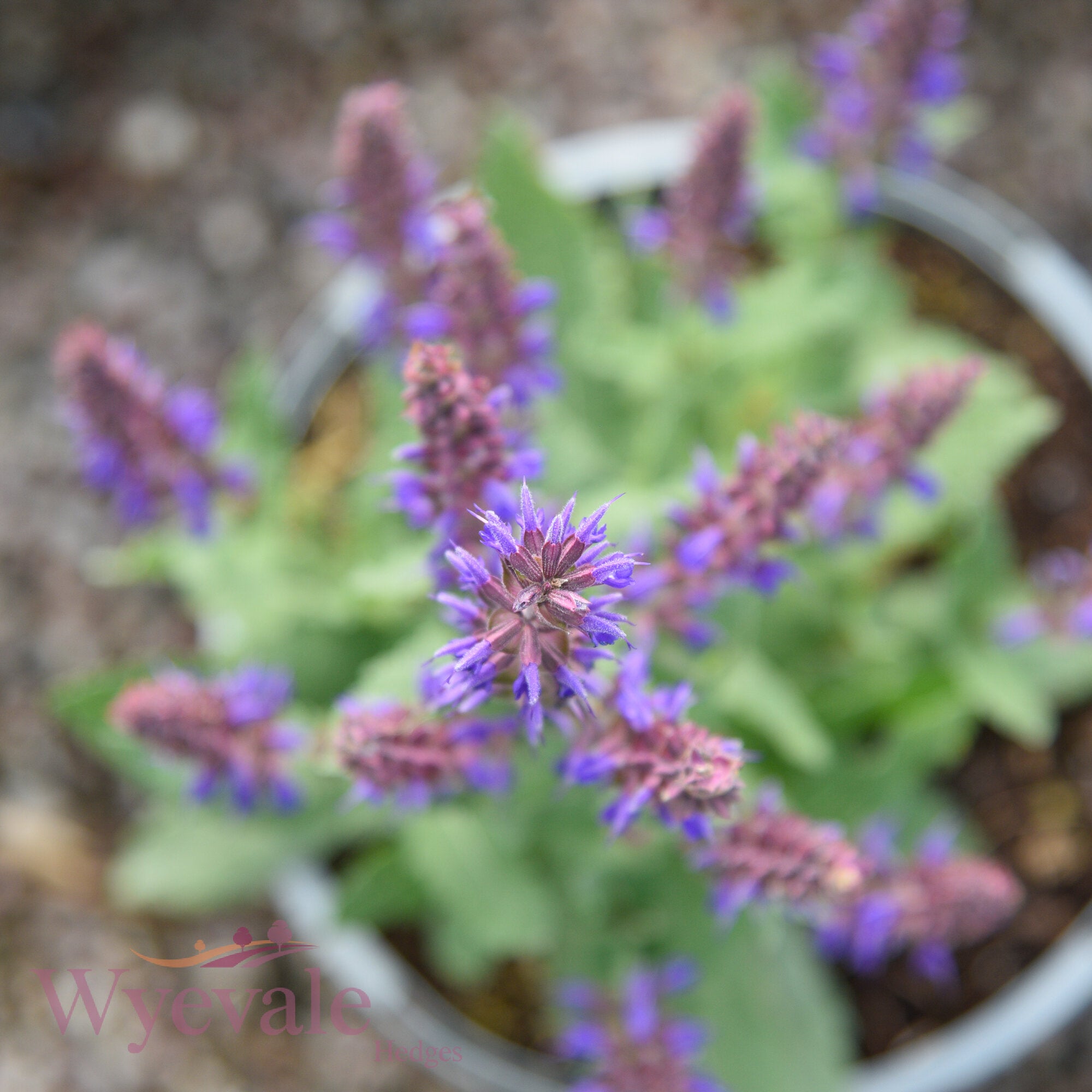 Salvia x superba (Sage) 'April Night'