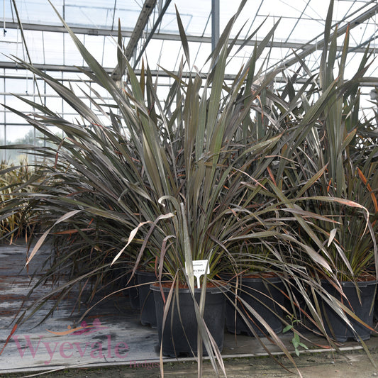 Phormium (New Zealand Flax) 'Platt's Black'