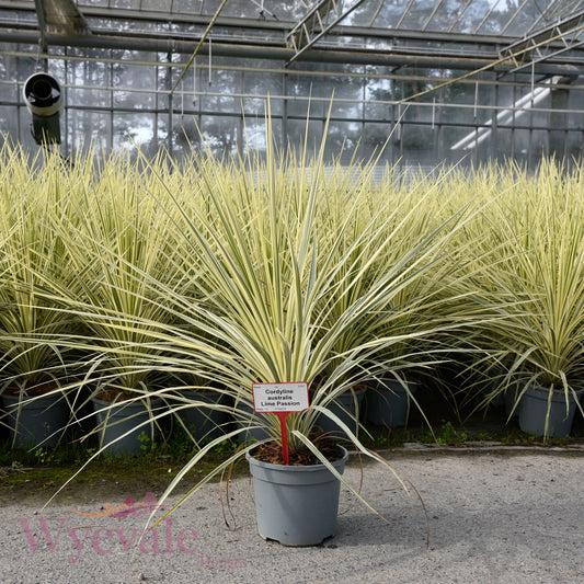 Cordyline australis (Cabbage Tree) 'Lime Passion'