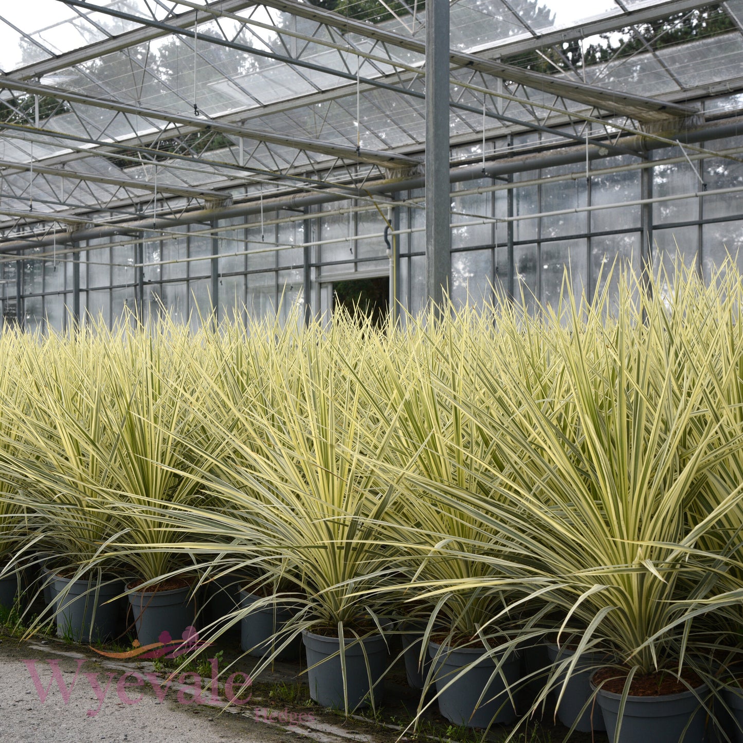 Cordyline australis (Cabbage Tree) 'Lime Passion'