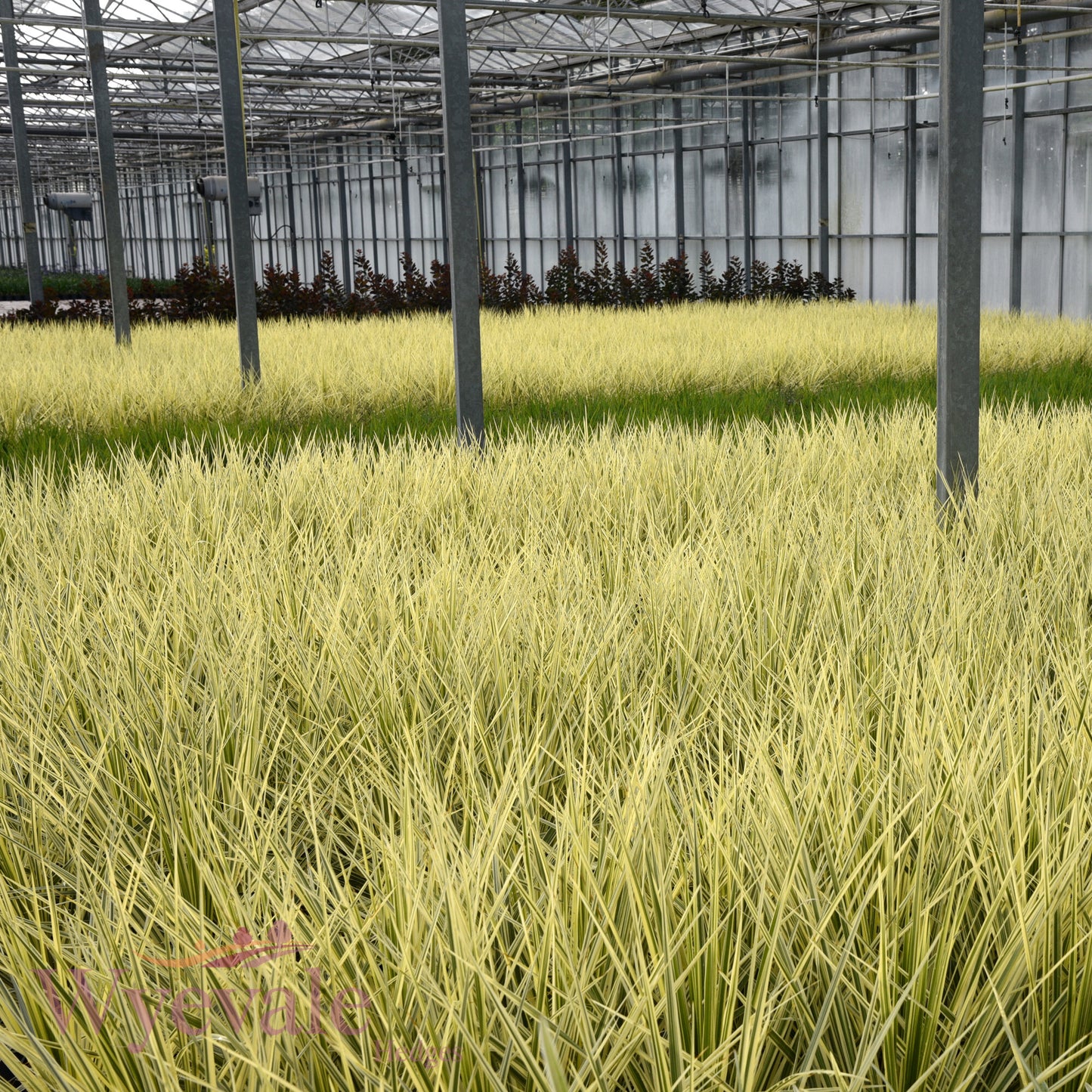 Cordyline australis (Cabbage Tree) 'Lime Passion'