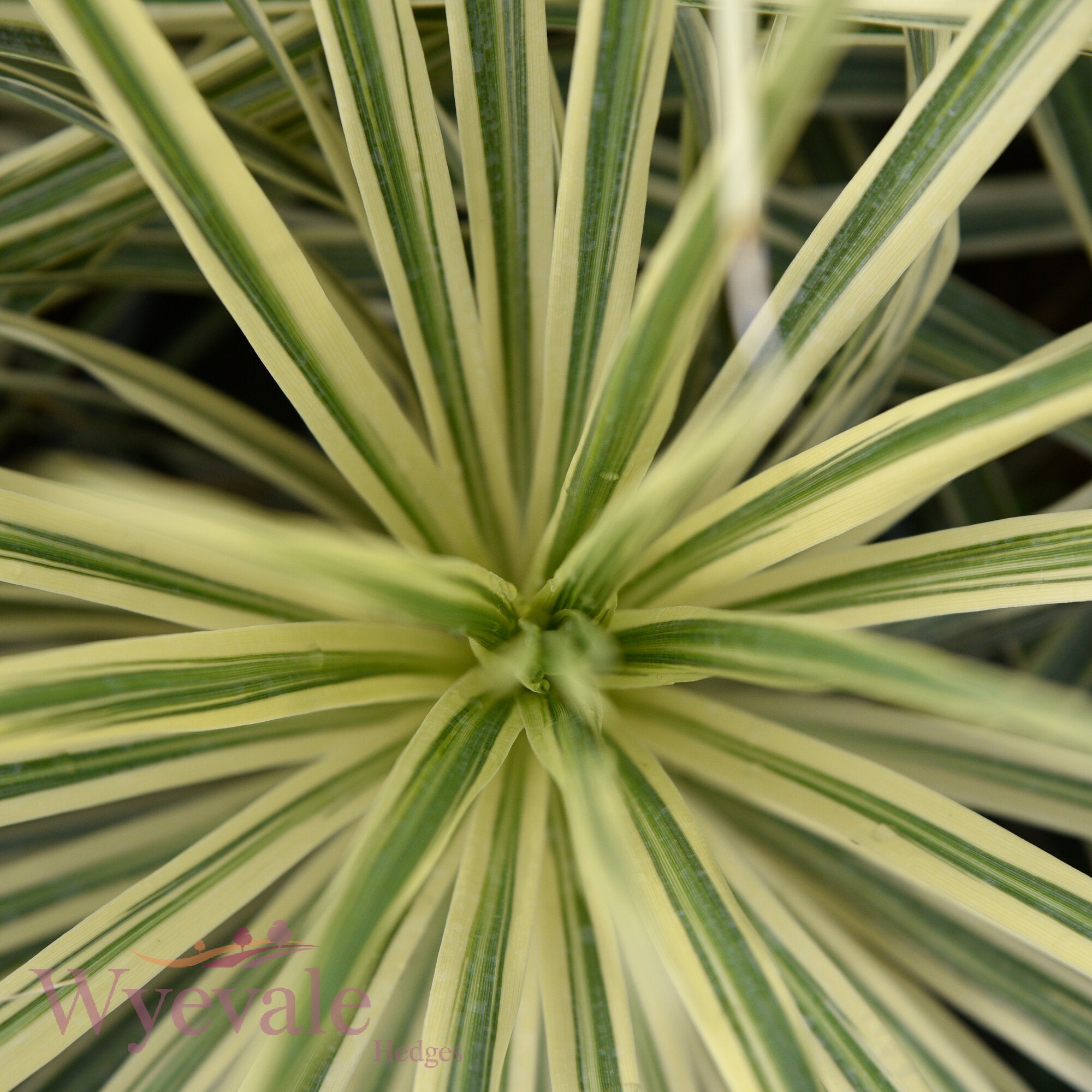 Cordyline australis (Cabbage Tree) 'Lime Passion'
