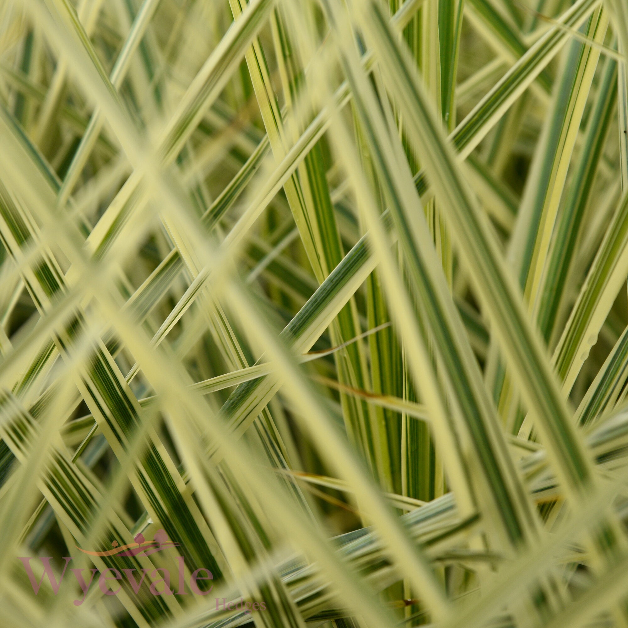 Cordyline australis (Cabbage Tree) 'Lime Passion'