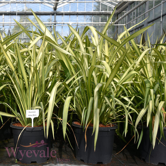 Phormium (New Zealand Flax) 'Yellow Wave'