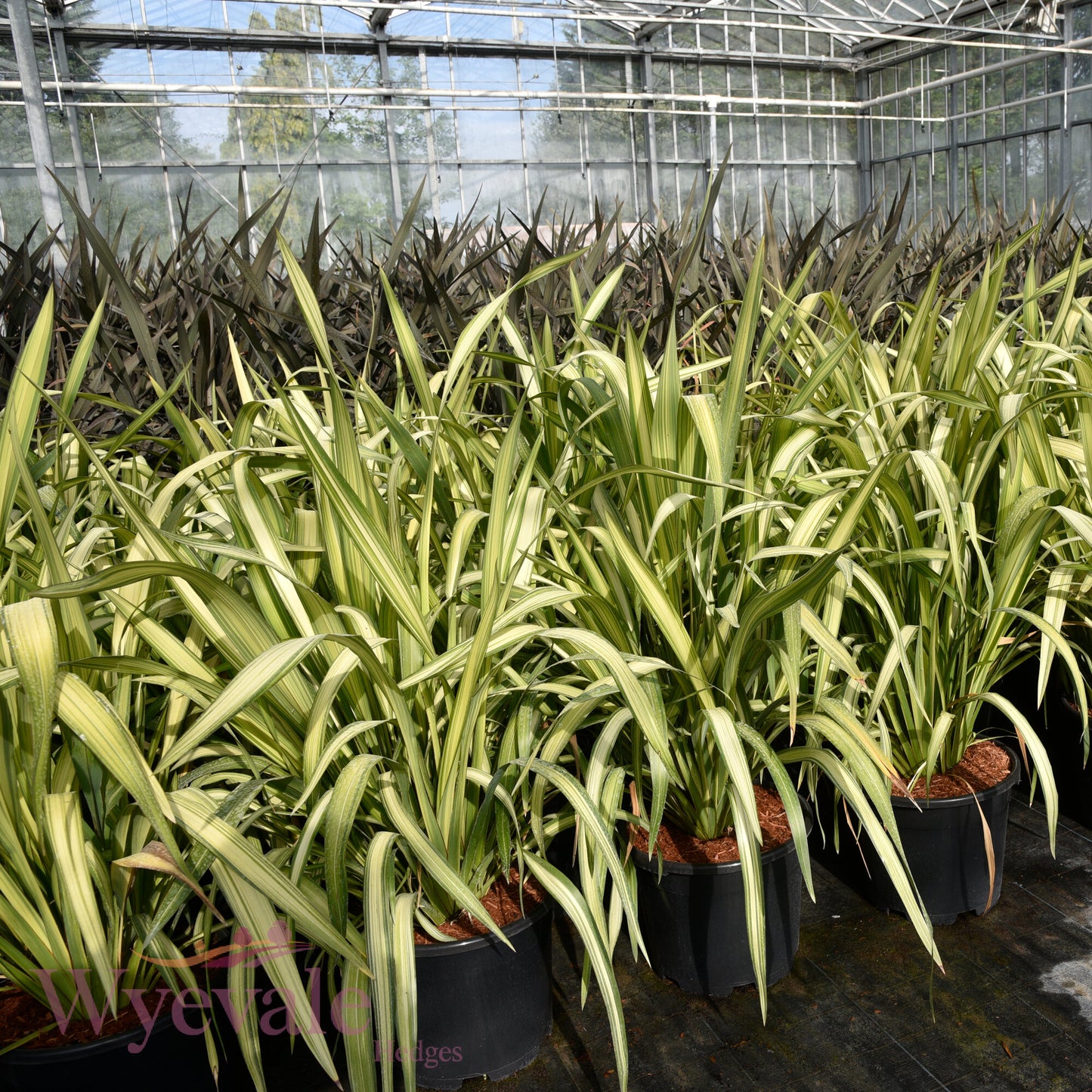 Phormium (New Zealand Flax) 'Yellow Wave'