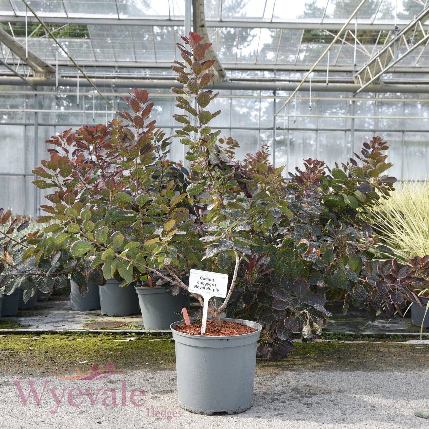Cotinus coggygria (Smokebush) 'Royal Purple'