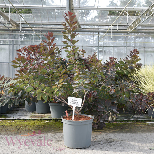 Cotinus coggygria (Smokebush) 'Royal Purple'