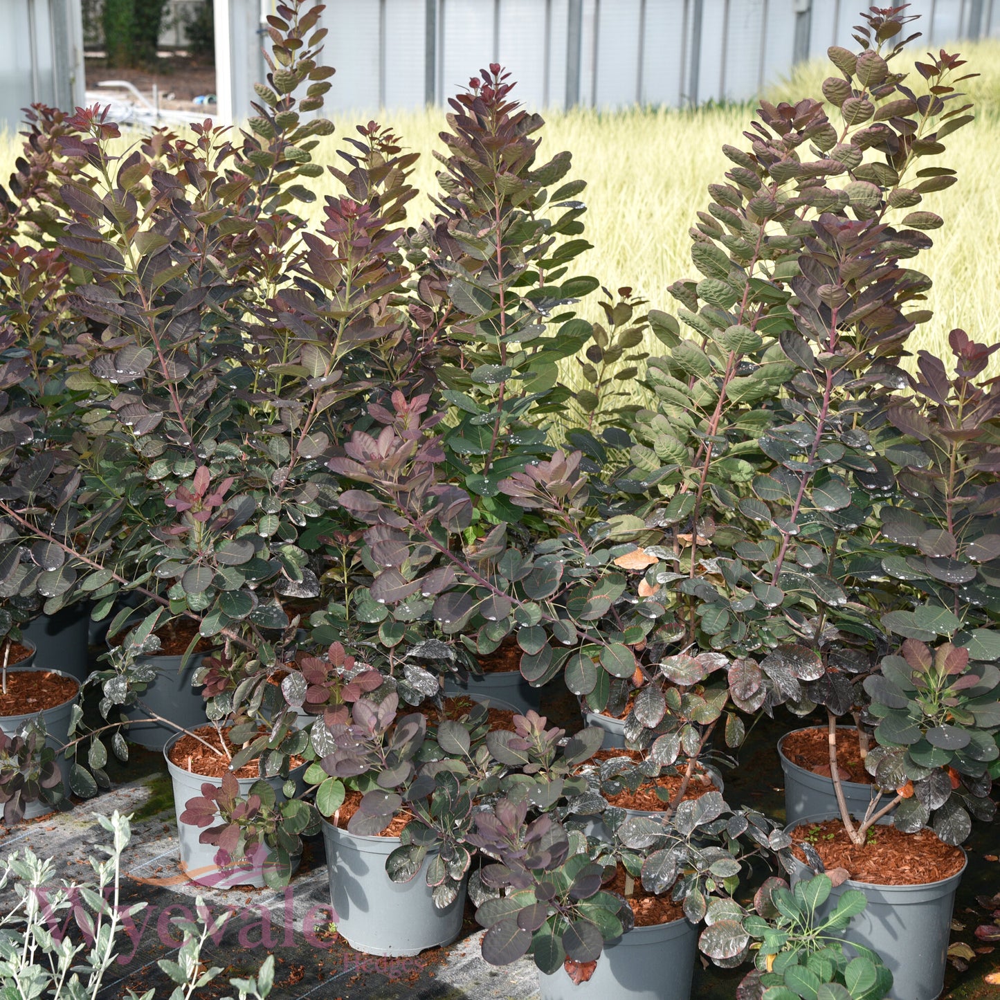 Cotinus coggygria (Smokebush) 'Royal Purple'