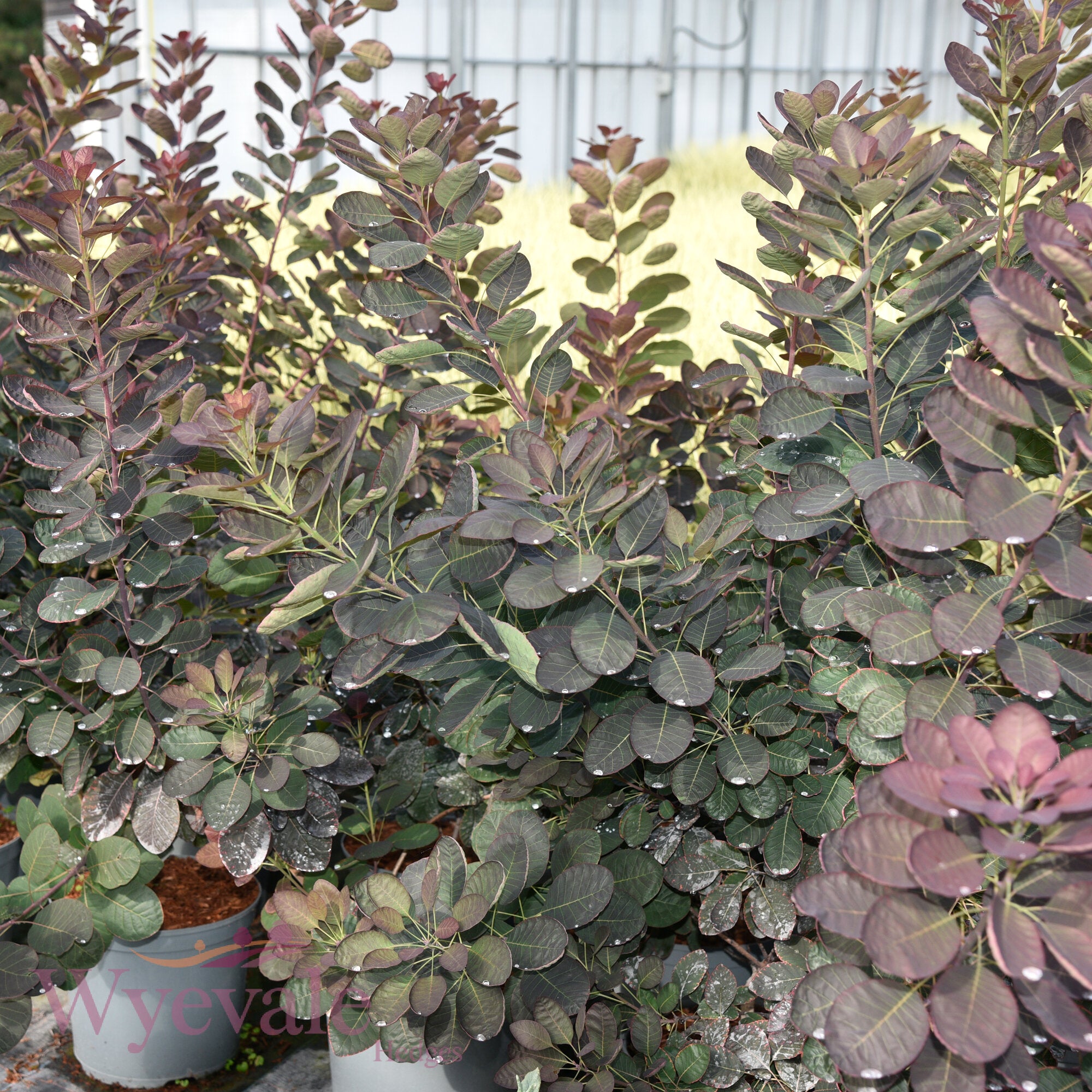 Cotinus coggygria (Smokebush) 'Royal Purple'
