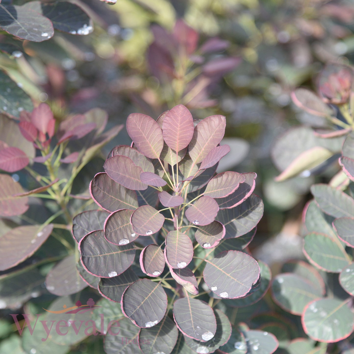 Cotinus coggygria (Smokebush) 'Royal Purple'