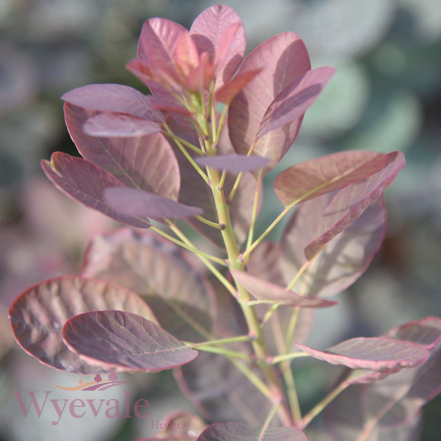 Cotinus coggygria (Smokebush) 'Royal Purple'