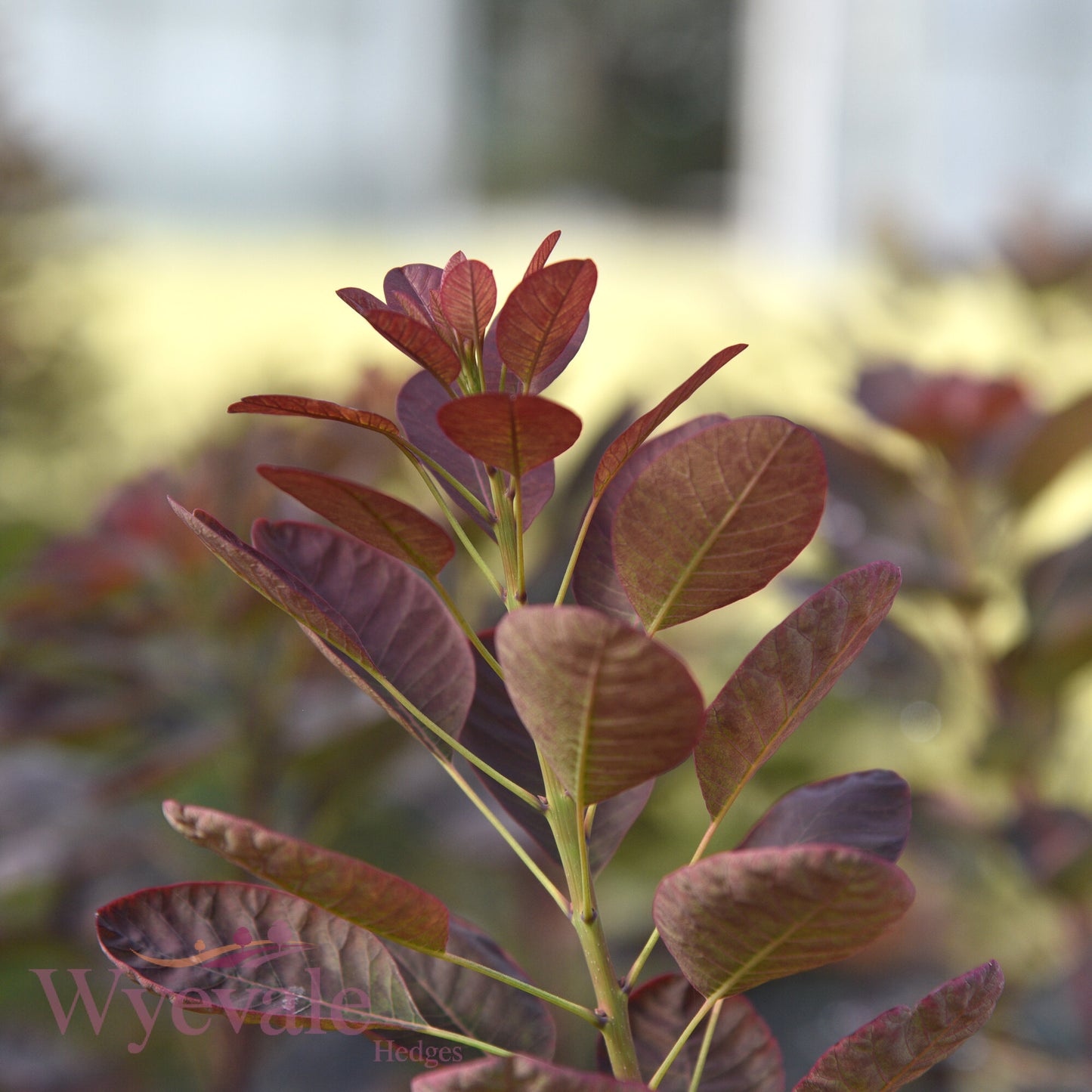 Cotinus coggygria (Smokebush) 'Royal Purple'
