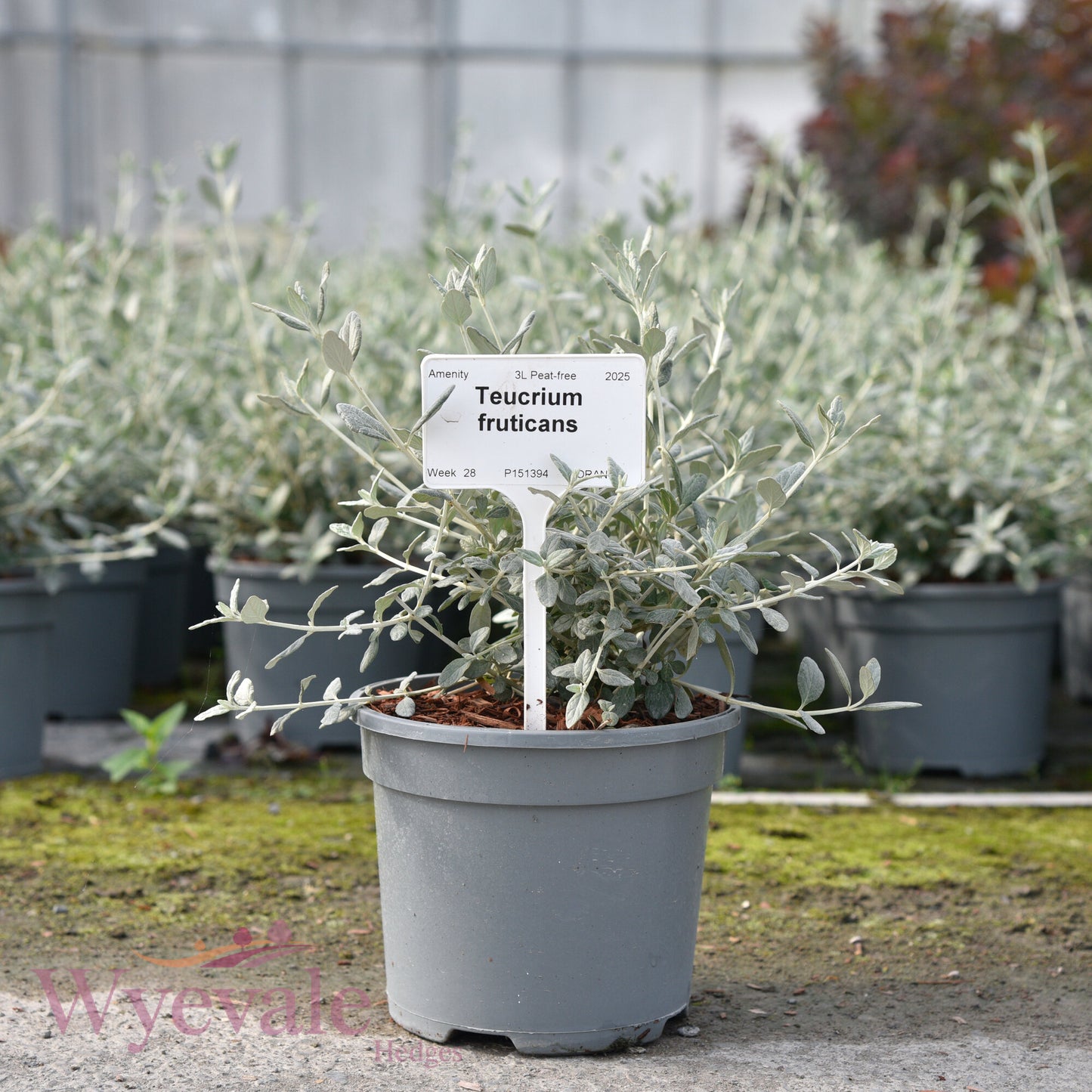 Teucrium fruticans (Shrubby Germander)