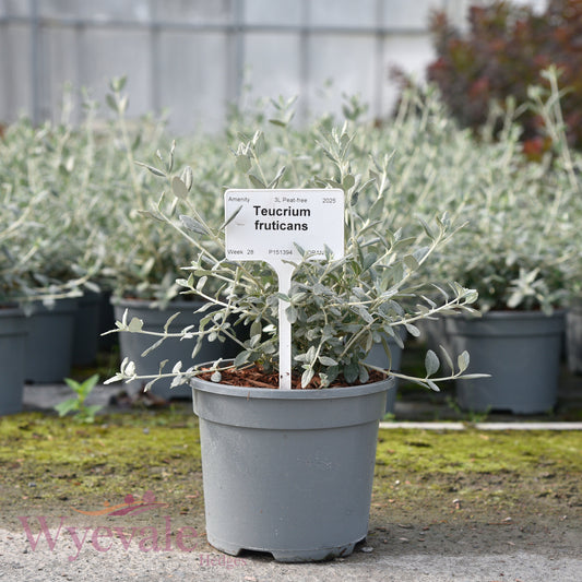 Teucrium fruticans (Shrubby Germander)