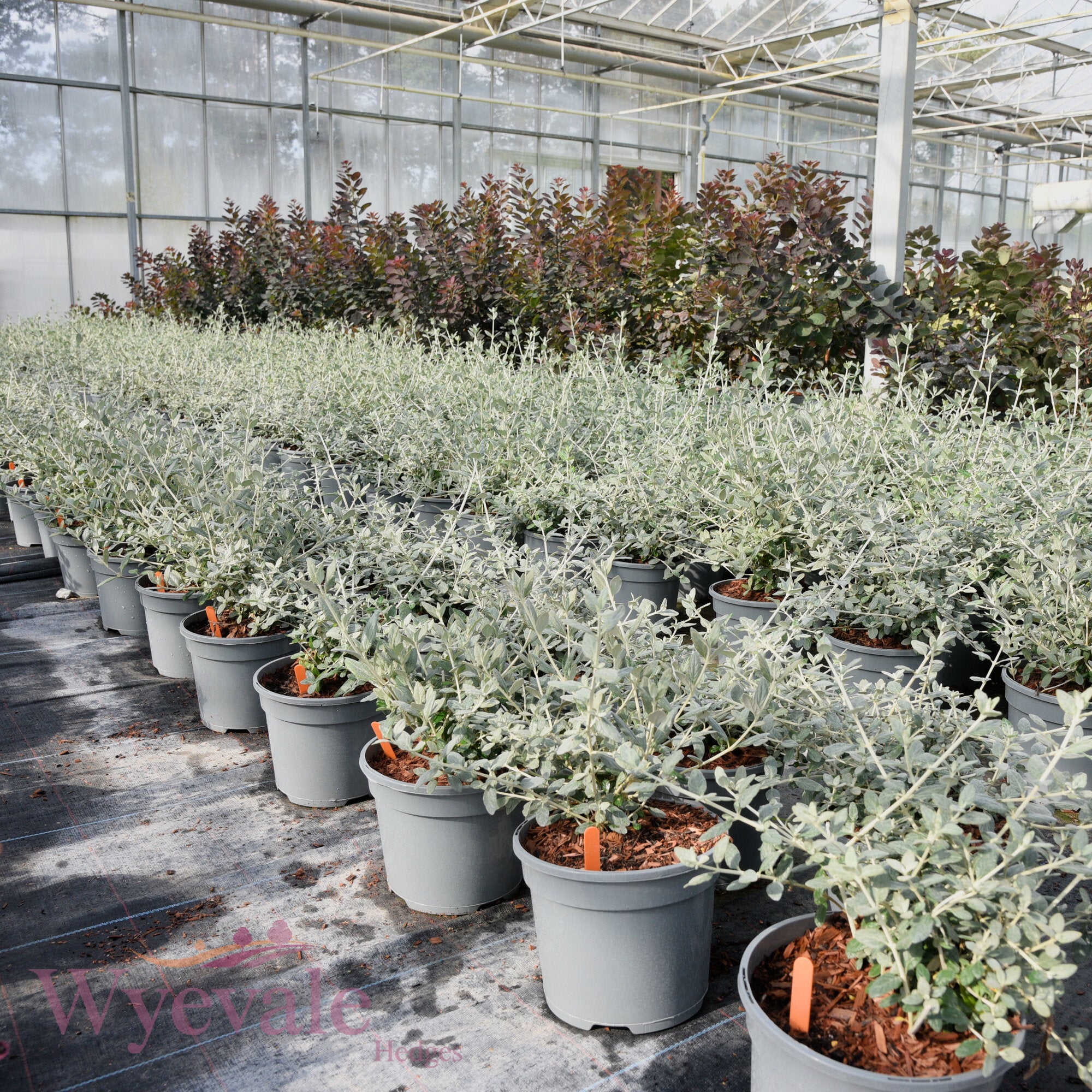 Teucrium fruticans (Shrubby Germander)