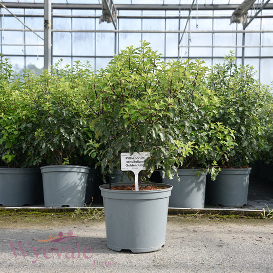 Pittosporum tenuifolium (Kohuhu) 'Golden King'