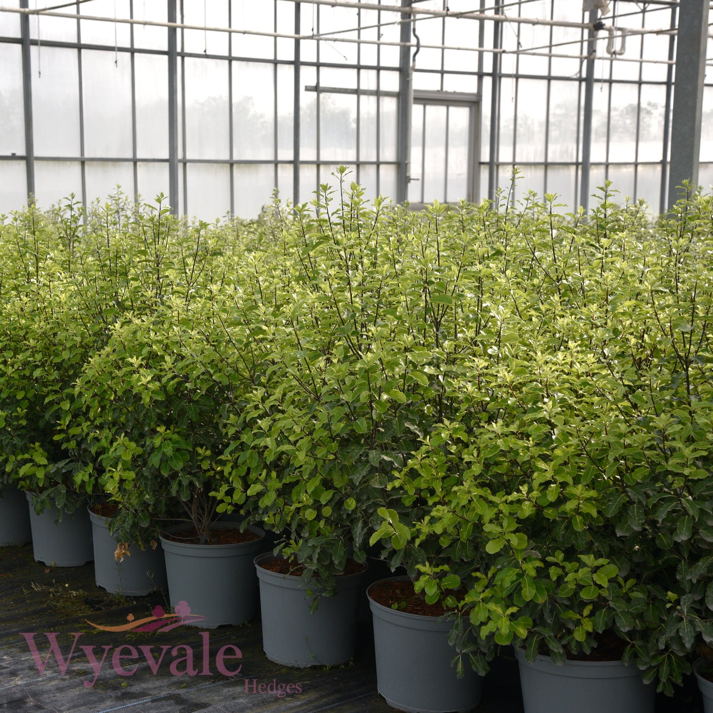 Pittosporum tenuifolium (Kohuhu) 'Golden King'