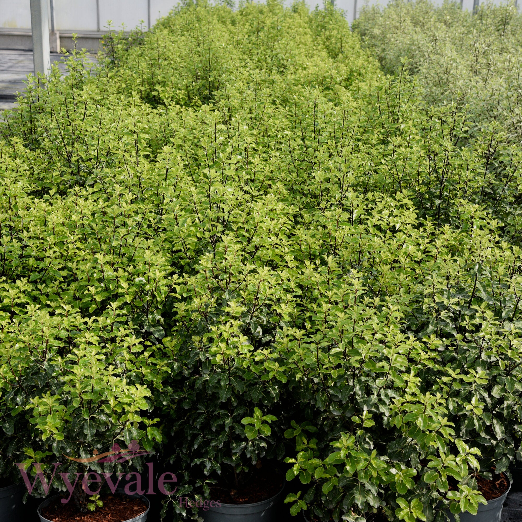 Pittosporum tenuifolium (Kohuhu) 'Golden King'