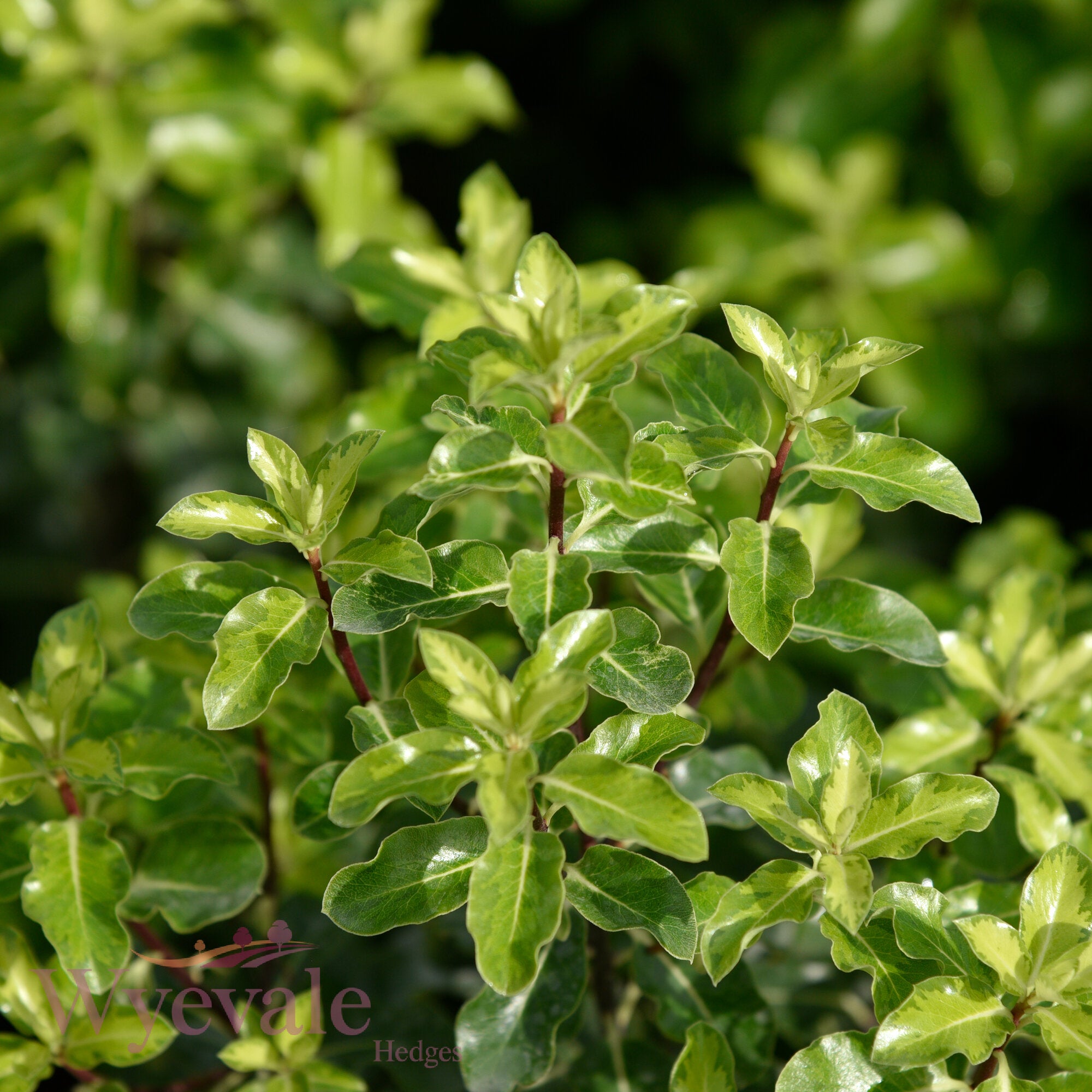 Pittosporum tenuifolium (Kohuhu) 'Golden King'