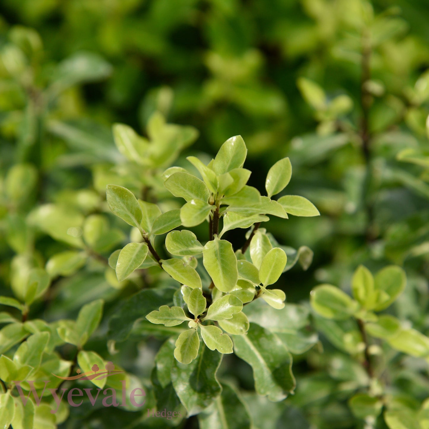 Pittosporum tenuifolium (Kohuhu) 'Golden King'