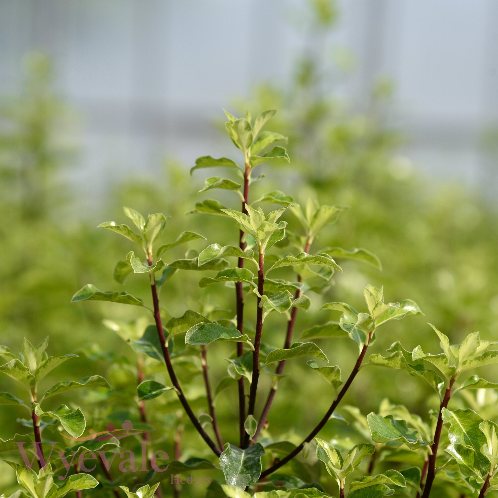 Pittosporum tenuifolium (Kohuhu) 'Golden King'