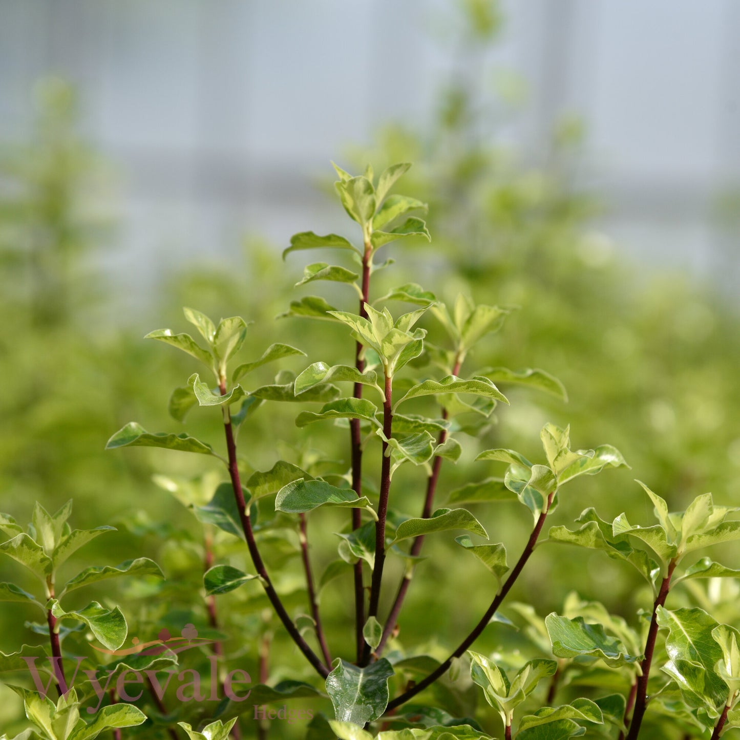 Pittosporum tenuifolium (Kohuhu) 'Golden King'