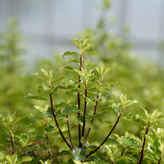 Pittosporum tenuifolium (Kohuhu) 'Golden King'