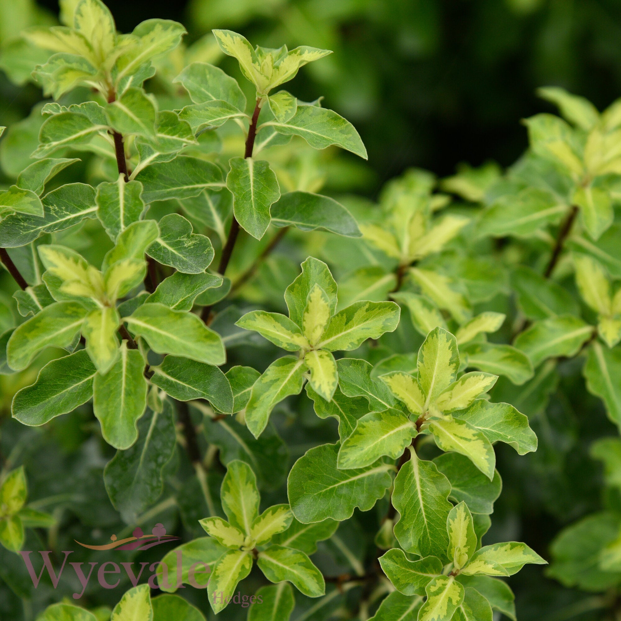 Pittosporum tenuifolium (Kohuhu) 'Golden King'