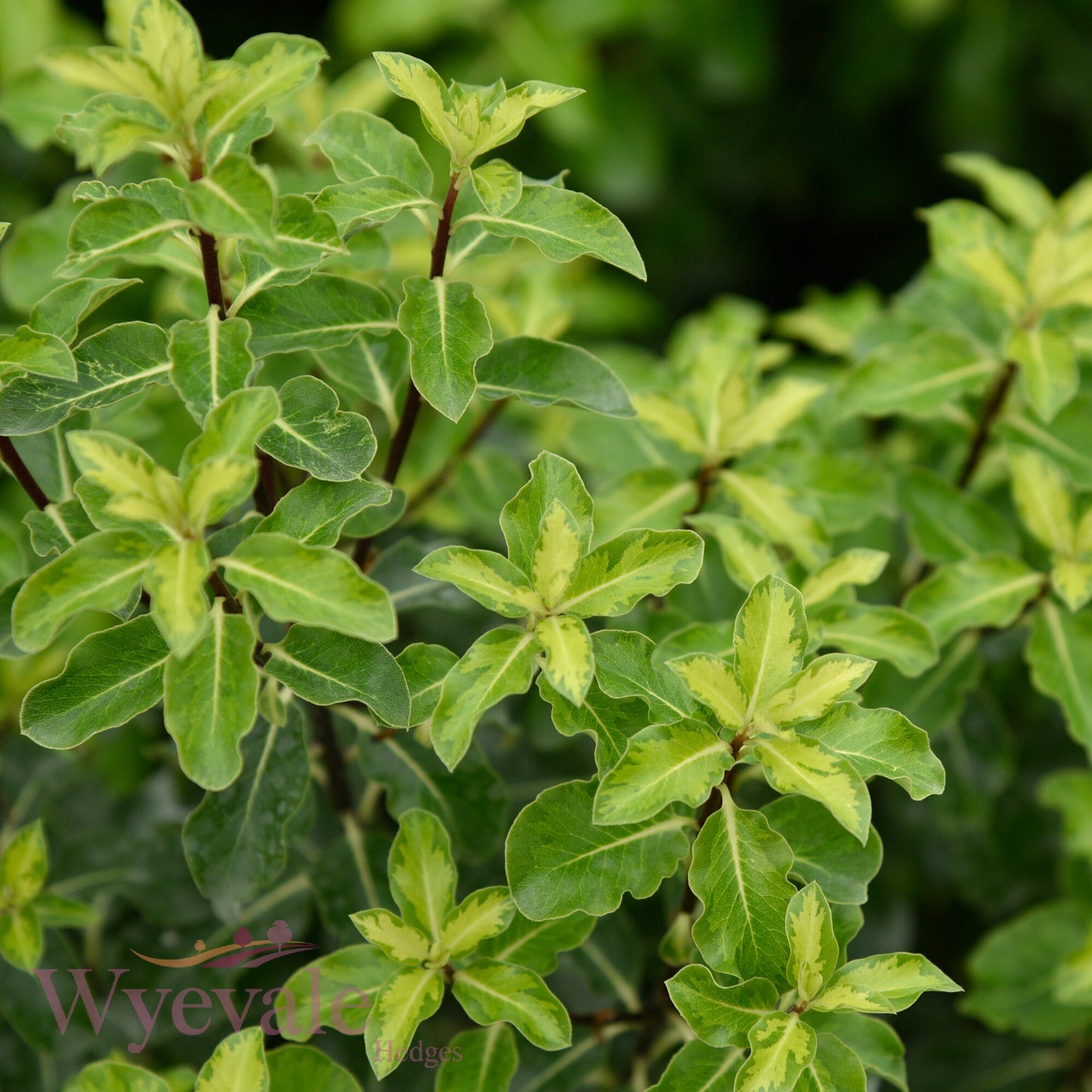 Pittosporum tenuifolium (Kohuhu) 'Golden King'