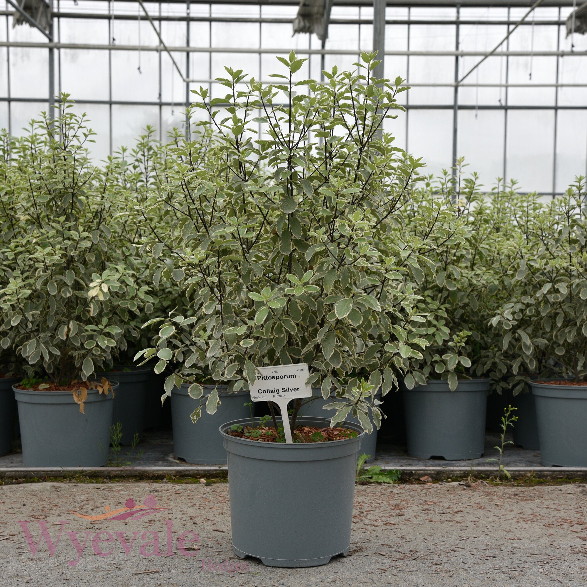 Pittosporum 'Collaig Silver'