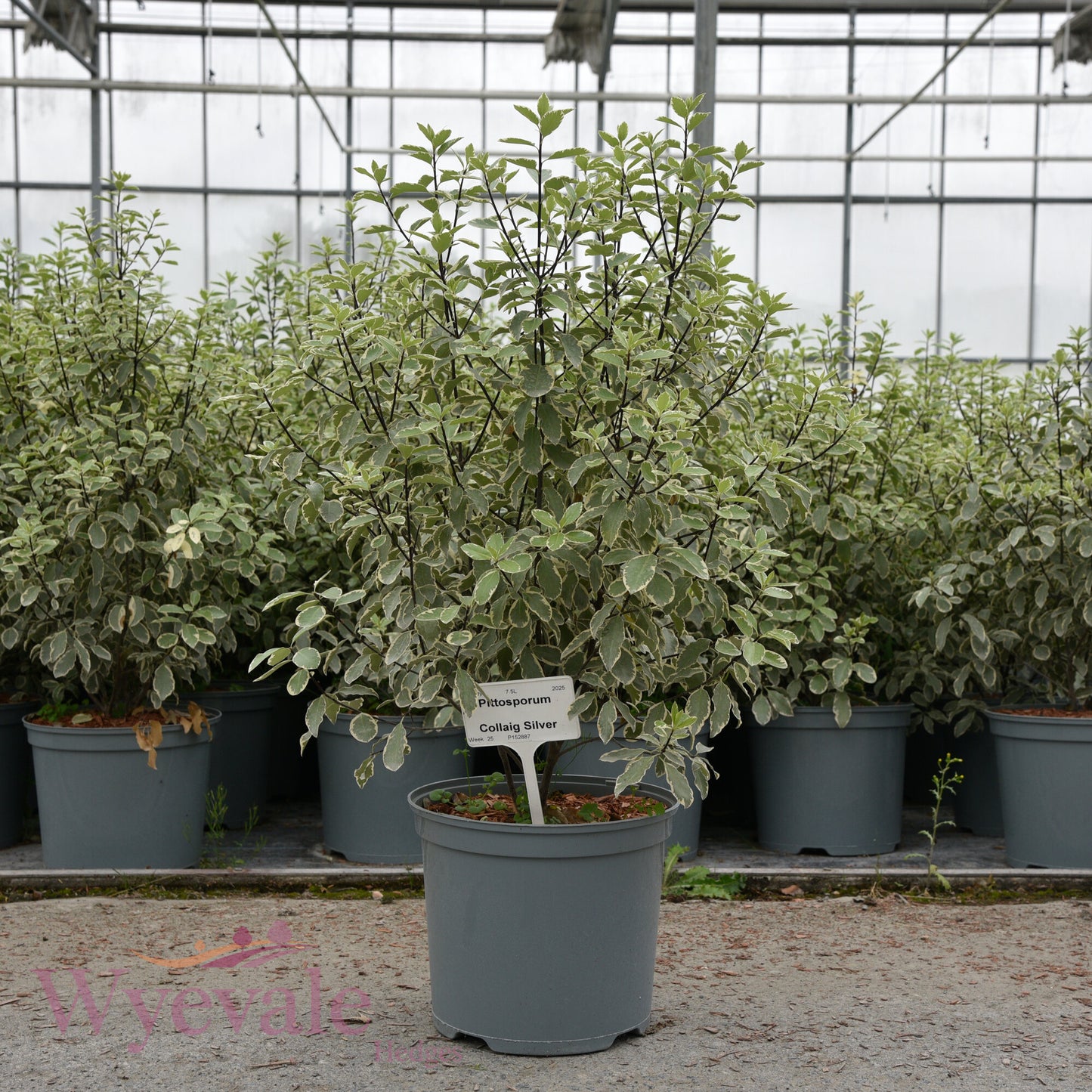 Pittosporum 'Collaig Silver'