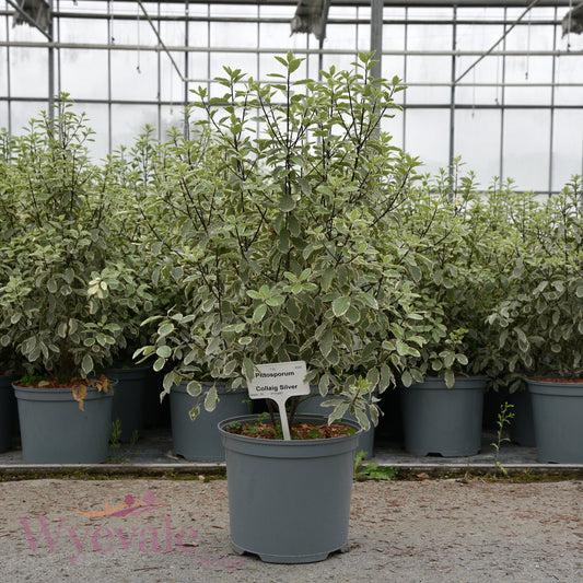 Pittosporum 'Collaig Silver'